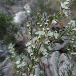 Kunzea ericoides at Conder, ACT - 5 Dec 2014 12:00 AM