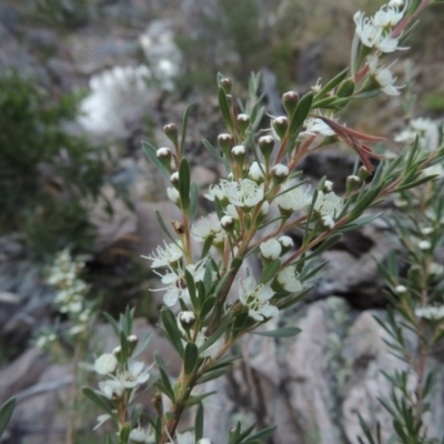 Kunzea ericoides (Burgan) at Conder, ACT - 5 Dec 2014 by michaelb