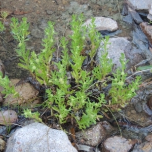 Centipeda cunninghamii at Conder, ACT - 7 Dec 2014