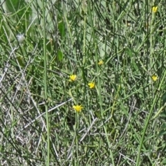 Chondrilla juncea (Skeleton Weed) at Paddys River, ACT - 15 Jan 2015 by galah681