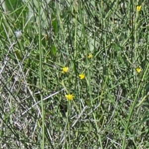 Chondrilla juncea at Paddys River, ACT - 15 Jan 2015 11:32 AM