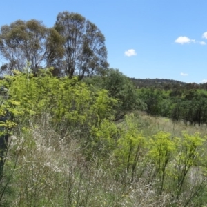Foeniculum vulgare at Paddys River, ACT - 15 Jan 2015