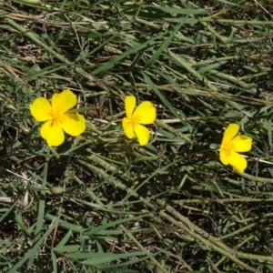 Eschscholzia californica at Paddys River, ACT - 15 Jan 2015 11:33 AM