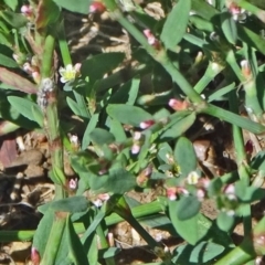 Polygonum aviculare (Wireweed) at Point Hut to Tharwa - 15 Jan 2015 by galah681