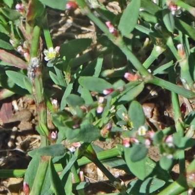 Polygonum aviculare (Wireweed) at Point Hut to Tharwa - 15 Jan 2015 by galah681