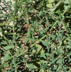 Polygonum aviculare at Paddys River, ACT - 15 Jan 2015 11:34 AM