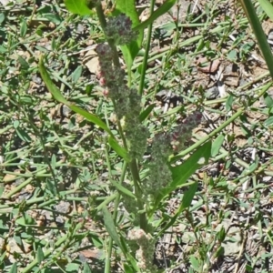 Chenopodium album at Paddys River, ACT - 15 Jan 2015 11:34 AM