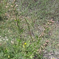 Chenopodium album at Paddys River, ACT - 15 Jan 2015 11:34 AM