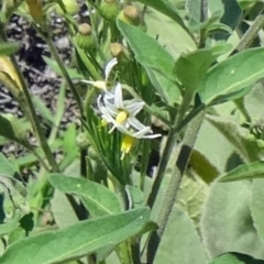 Solanum chenopodioides (Whitetip Nightshade) at Point Hut to Tharwa - 15 Jan 2015 by galah681