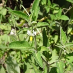 Solanum chenopodioides at Paddys River, ACT - 15 Jan 2015