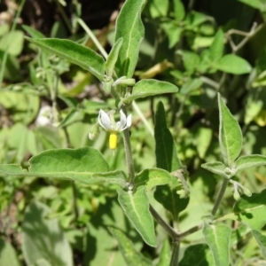 Solanum chenopodioides at Paddys River, ACT - 15 Jan 2015
