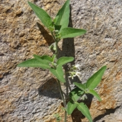 Solanum chenopodioides at Paddys River, ACT - 15 Jan 2015