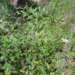 Solanum chenopodioides at Paddys River, ACT - 15 Jan 2015