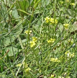 Hirschfeldia incana at Paddys River, ACT - 15 Jan 2015