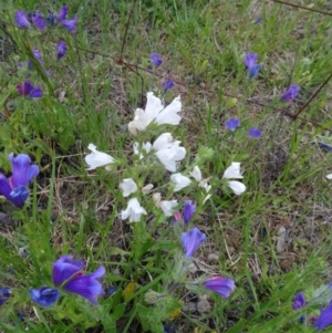 Echium plantagineum at Farrer Ridge - 20 Oct 2014 04:39 PM