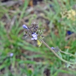 Linaria arvensis at Tuggeranong DC, ACT - 20 Oct 2014 03:53 PM