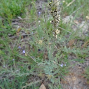 Linaria arvensis at Tuggeranong DC, ACT - 20 Oct 2014 03:53 PM