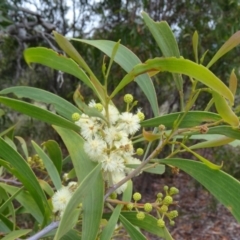 Acacia implexa (Hickory Wattle, Lightwood) at Farrer Ridge - 20 Jan 2015 by galah681