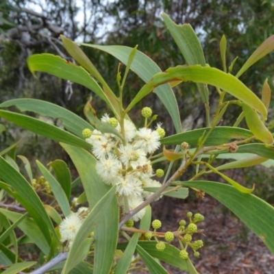 Acacia implexa (Hickory Wattle, Lightwood) at Farrer Ridge - 20 Jan 2015 by galah681