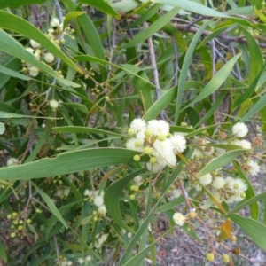 Acacia implexa at Farrer Ridge - 20 Jan 2015 08:47 AM