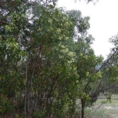 Acacia implexa at Farrer Ridge - 20 Jan 2015