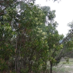 Acacia implexa at Farrer Ridge - 20 Jan 2015 08:47 AM