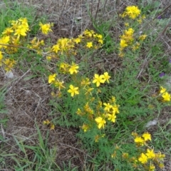 Hypericum perforatum (St John's Wort) at Farrer Ridge - 20 Jan 2015 by galah681