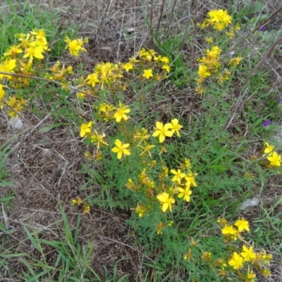 Hypericum perforatum (St John's Wort) at Farrer Ridge - 19 Jan 2015 by galah681