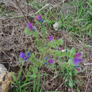 Echium sp. at Farrer Ridge - 20 Jan 2015