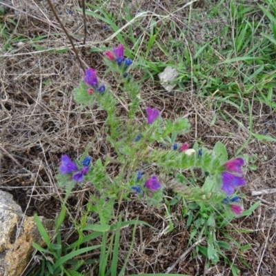 Echium sp. (Paterson's Curse or Viper's Bugloss) at Farrer Ridge - 20 Jan 2015 by galah681