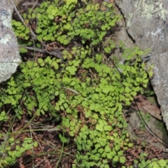 Adiantum aethiopicum (Common Maidenhair Fern) at Conder, ACT - 7 Dec 2014 by MichaelBedingfield