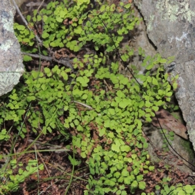 Adiantum aethiopicum (Common Maidenhair Fern) at Conder, ACT - 7 Dec 2014 by MichaelBedingfield