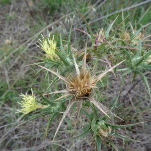 Carthamus lanatus at Farrer Ridge - 20 Jan 2015 08:50 AM