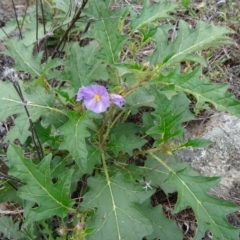 Solanum cinereum (Narrawa Burr) at Farrer Ridge - 20 Jan 2015 by galah681