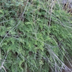 Adiantum aethiopicum (Common Maidenhair Fern) at Conder, ACT - 7 Dec 2014 by MichaelBedingfield