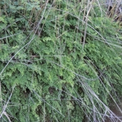 Adiantum aethiopicum (Common Maidenhair Fern) at Conder, ACT - 7 Dec 2014 by michaelb