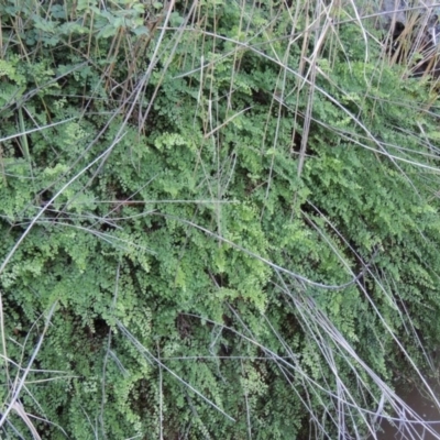 Adiantum aethiopicum (Common Maidenhair Fern) at Conder, ACT - 7 Dec 2014 by MichaelBedingfield