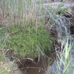 Adiantum aethiopicum at Conder, ACT - suppressed