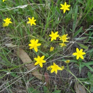 Hypoxis hygrometrica var. villosisepala at Farrer Ridge - 20 Jan 2015 08:58 AM