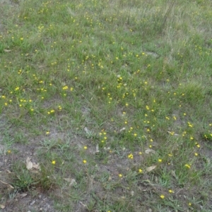 Hypoxis hygrometrica var. villosisepala at Farrer Ridge - 20 Jan 2015