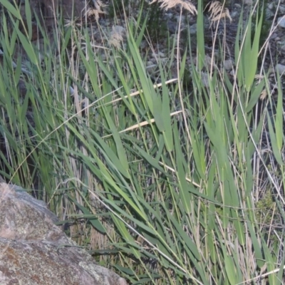 Phragmites australis (Common Reed) at Conder, ACT - 7 Dec 2014 by MichaelBedingfield