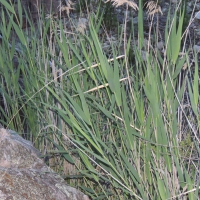 Phragmites australis (Common Reed) at Conder, ACT - 7 Dec 2014 by michaelb