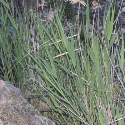 Phragmites australis (Common Reed) at Rob Roy Range - 7 Dec 2014 by michaelb