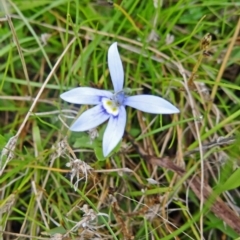 Isotoma fluviatilis subsp. australis (Swamp Isotome) at Farrer Ridge - 20 Jan 2015 by galah681