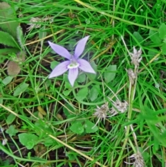 Isotoma fluviatilis subsp. australis at Farrer Ridge - 20 Jan 2015 08:59 AM