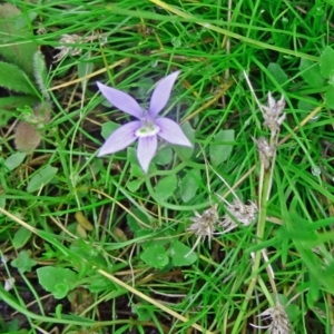 Isotoma fluviatilis subsp. australis at Farrer Ridge - 20 Jan 2015 08:59 AM