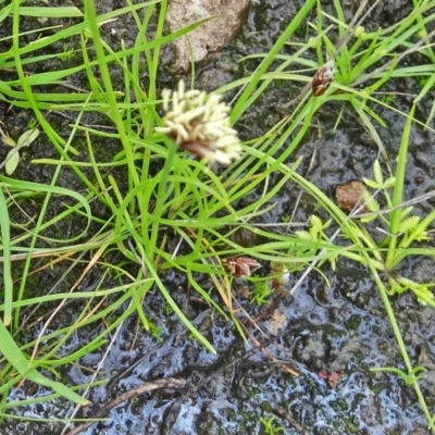 Schoenus apogon (Common Bog Sedge) at Farrer Ridge - 20 Jan 2015 by galah681