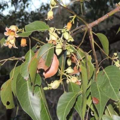 Brachychiton populneus subsp. populneus (Kurrajong) at Rob Roy Range - 7 Dec 2014 by michaelb