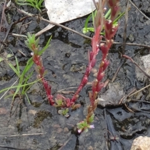Lythrum hyssopifolia at Farrer Ridge - 20 Jan 2015