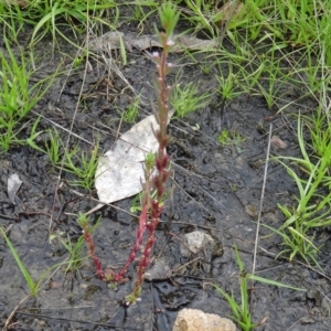Lythrum hyssopifolia at Farrer Ridge - 20 Jan 2015